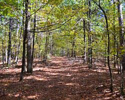 Cossatot River: Harris Creek Trail - 3 mi photo Cossatot River: Harris Creek Trail - 3 mi photo