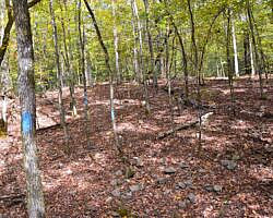 Cossatot River: Harris Creek Trail - 3 mi photo Cossatot River: Harris Creek Trail - 3 mi photo