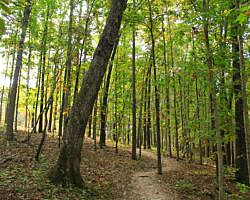 Hobbs: Hidden Diversity - Dutton Hollow Loop - 4 mi photo Hobbs: Hidden Diversity - Dutton Hollow Loop - 4 mi photo