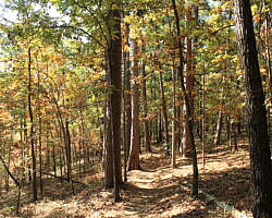 Hobbs: Hidden Diversity - Dutton Hollow Loop - 4 mi photo Hobbs: Hidden Diversity - Dutton Hollow Loop - 4 mi photo