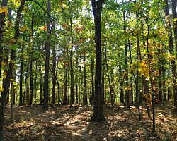 Hobbs: Hidden Diversity - Dutton Hollow Loop - 4 mi photo Hobbs: Hidden Diversity - Dutton Hollow Loop - 4 mi photo