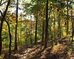 Hobbs: Hidden Diversity - Dutton Hollow Loop - 4 mi photo Hobbs: Hidden Diversity - Dutton Hollow Loop - 4 mi photo