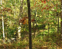 Hobbs: Hidden Diversity - Dutton Hollow Loop - 4 mi photo Hobbs: Hidden Diversity - Dutton Hollow Loop - 4 mi photo