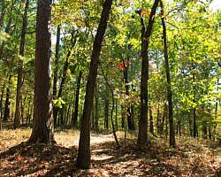 Hobbs: Hidden Diversity - Dutton Hollow Loop - 4 mi photo Hobbs: Hidden Diversity - Dutton Hollow Loop - 4 mi photo