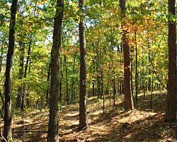 Hobbs: Hidden Diversity - Dutton Hollow Loop - 4 mi photo Hobbs: Hidden Diversity - Dutton Hollow Loop - 4 mi photo
