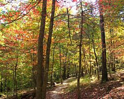 Hobbs: Hidden Diversity - Dutton Hollow Loop - 4 mi photo Hobbs: Hidden Diversity - Dutton Hollow Loop - 4 mi photo