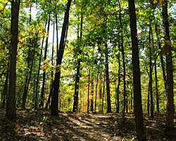 Hobbs: Hidden Diversity - Dutton Hollow Loop - 4 mi photo Hobbs: Hidden Diversity - Dutton Hollow Loop - 4 mi photo