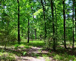 DeGray Lake: Island Trail – 1 mi photo DeGray Lake: Island Trail – 1 mi photo