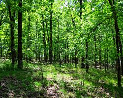 DeGray Lake: Island Trail – 1 mi photo DeGray Lake: Island Trail – 1 mi photo