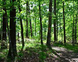 DeGray Lake: Island Trail – 1 mi photo DeGray Lake: Island Trail – 1 mi photo