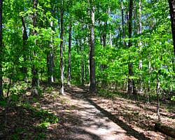 DeGray Lake: Island Trail – 1 mi photo DeGray Lake: Island Trail – 1 mi photo