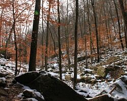 Glory Hole Falls Trail (Ozark Forest) in Winter photo