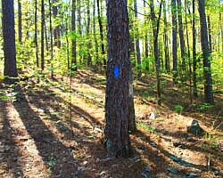 Ouachita Trail: 30.5-34.3 - Hwy 259 (Big Cedar Trailhead) to Pashubbe Trailhead (Section 2) photo Ouachita Trail: 30.5-34.3 - Hwy 259 (Big Cedar Trailhead) to Pashubbe Trailhead (Section 2) photo