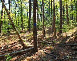 Ouachita Trail: 30.5-34.3 - Hwy 259 (Big Cedar Trailhead) to Pashubbe Trailhead (Section 2) photo Ouachita Trail: 30.5-34.3 - Hwy 259 (Big Cedar Trailhead) to Pashubbe Trailhead (Section 2) photo