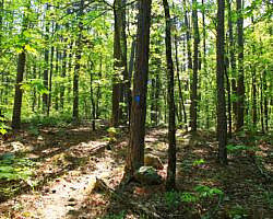 Ouachita Trail: 30.5-34.3 - Hwy 259 (Big Cedar Trailhead) to Pashubbe Trailhead (Section 2) photo Ouachita Trail: 30.5-34.3 - Hwy 259 (Big Cedar Trailhead) to Pashubbe Trailhead (Section 2) photo