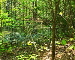 Ouachita Trail: 30.5-34.3 - Hwy 259 (Big Cedar Trailhead) to Pashubbe Trailhead (Section 2) photo Ouachita Trail: 30.5-34.3 - Hwy 259 (Big Cedar Trailhead) to Pashubbe Trailhead (Section 2) photo