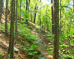 Ouachita Trail: 30.5-34.3 - Hwy 259 (Big Cedar Trailhead) to Pashubbe Trailhead (Section 2) photo Ouachita Trail: 30.5-34.3 - Hwy 259 (Big Cedar Trailhead) to Pashubbe Trailhead (Section 2) photo