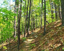 Ouachita Trail: 30.5-34.3 - Hwy 259 (Big Cedar Trailhead) to Pashubbe Trailhead (Section 2) photo Ouachita Trail: 30.5-34.3 - Hwy 259 (Big Cedar Trailhead) to Pashubbe Trailhead (Section 2) photo