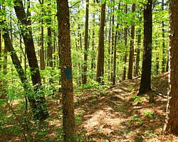 Ouachita Trail: 30.5-34.3 - Hwy 259 (Big Cedar Trailhead) to Pashubbe Trailhead (Section 2) photo Ouachita Trail: 30.5-34.3 - Hwy 259 (Big Cedar Trailhead) to Pashubbe Trailhead (Section 2) photo