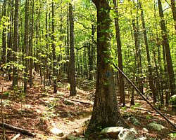 Ouachita Trail: 30.5-34.3 - Hwy 259 (Big Cedar Trailhead) to Pashubbe Trailhead (Section 2) photo Ouachita Trail: 30.5-34.3 - Hwy 259 (Big Cedar Trailhead) to Pashubbe Trailhead (Section 2) photo