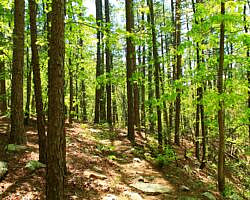 Ouachita Trail: 30.5-34.3 - Hwy 259 (Big Cedar Trailhead) to Pashubbe Trailhead (Section 2) photo Ouachita Trail: 30.5-34.3 - Hwy 259 (Big Cedar Trailhead) to Pashubbe Trailhead (Section 2) photo