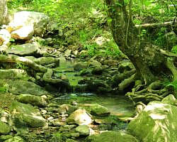 Ouachita Trail: 30.5-34.3 - Hwy 259 (Big Cedar Trailhead) to Pashubbe Trailhead (Section 2) photo Ouachita Trail: 30.5-34.3 - Hwy 259 (Big Cedar Trailhead) to Pashubbe Trailhead (Section 2) photo