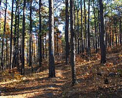 Ouachita Trail: 88.2-90.3 - FR 48 to FR 813 on Rockhouse Mtn. (Section 4) photo Ouachita Trail: 88.2-90.3 - FR 48 to FR 813 on Rockhouse Mtn. (Section 4) photo