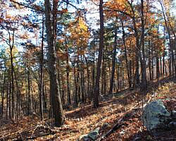 Ouachita Trail: 88.2-90.3 - FR 48 to FR 813 on Rockhouse Mtn. (Section 4) photo Ouachita Trail: 88.2-90.3 - FR 48 to FR 813 on Rockhouse Mtn. (Section 4) photo
