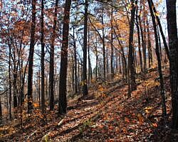 Ouachita Trail: 88.2-90.3 - FR 48 to FR 813 on Rockhouse Mtn. (Section 4) photo