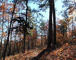 Ouachita Trail: 88.2-90.3 - FR 48 to FR 813 on Rockhouse Mtn. (Section 4) photo Ouachita Trail: 88.2-90.3 - FR 48 to FR 813 on Rockhouse Mtn. (Section 4) photo