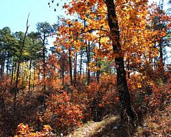 Ouachita Trail: 88.2-90.3 - FR 48 to FR 813 on Rockhouse Mtn. (Section 4) photo Ouachita Trail: 88.2-90.3 - FR 48 to FR 813 on Rockhouse Mtn. (Section 4) photo