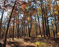 Ouachita Trail: 88.2-90.3 - FR 48 to FR 813 on Rockhouse Mtn. (Section 4) photo Ouachita Trail: 88.2-90.3 - FR 48 to FR 813 on Rockhouse Mtn. (Section 4) photo