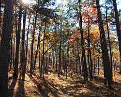 Ouachita Trail: 88.2-90.3 - FR 48 to FR 813 on Rockhouse Mtn. (Section 4) photo Ouachita Trail: 88.2-90.3 - FR 48 to FR 813 on Rockhouse Mtn. (Section 4) photo