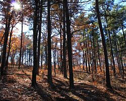Ouachita Trail: 88.2-90.3 - FR 48 to FR 813 on Rockhouse Mtn. (Section 4) photo Ouachita Trail: 88.2-90.3 - FR 48 to FR 813 on Rockhouse Mtn. (Section 4) photo