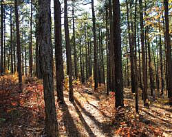 Ouachita Trail: 88.2-90.3 - FR 48 to FR 813 on Rockhouse Mtn. (Section 4) photo Ouachita Trail: 88.2-90.3 - FR 48 to FR 813 on Rockhouse Mtn. (Section 4) photo