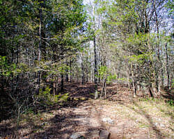 Woolly Hollow: Huckleberry Trail - 3 mi photo Woolly Hollow: Huckleberry Trail - 3 mi photo