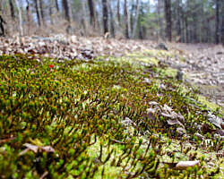 Woolly Hollow: Huckleberry Trail - 3 mi photo Woolly Hollow: Huckleberry Trail - 3 mi photo