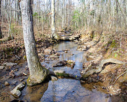 Woolly Hollow: Huckleberry Trail - 3 mi photo Woolly Hollow: Huckleberry Trail - 3 mi photo