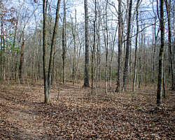 Woolly Hollow: Huckleberry Trail - 3 mi photo Woolly Hollow: Huckleberry Trail - 3 mi photo