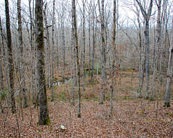 Woolly Hollow: Huckleberry Trail - 3 mi photo Woolly Hollow: Huckleberry Trail - 3 mi photo