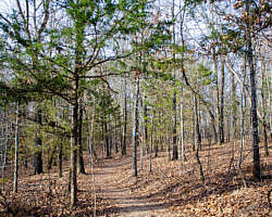 Woolly Hollow: Huckleberry Trail - 3 mi photo Woolly Hollow: Huckleberry Trail - 3 mi photo