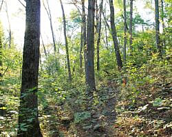 Ouachita Trail: 08.0-13.4 - Deadman's Gap to Cedar Branch to Wildhorse Creek (Section 1) photo Ouachita Trail: 08.0-13.4 - Deadman's Gap to Cedar Branch to Wildhorse Creek (Section 1) photo