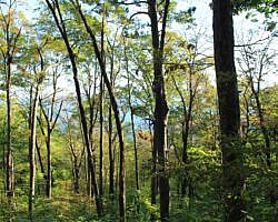 Ouachita Trail: 08.0-13.4 - Deadman's Gap to Cedar Branch to Wildhorse Creek (Section 1) photo Ouachita Trail: 08.0-13.4 - Deadman's Gap to Cedar Branch to Wildhorse Creek (Section 1) photo