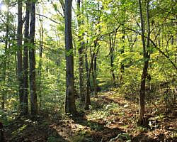 Ouachita Trail: 08.0-13.4 - Deadman's Gap to Cedar Branch to Wildhorse Creek (Section 1) photo Ouachita Trail: 08.0-13.4 - Deadman's Gap to Cedar Branch to Wildhorse Creek (Section 1) photo