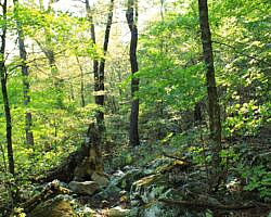 Ouachita Trail: 08.0-13.4 - Deadman's Gap to Cedar Branch to Wildhorse Creek (Section 1) photo Ouachita Trail: 08.0-13.4 - Deadman's Gap to Cedar Branch to Wildhorse Creek (Section 1) photo