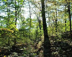 Ouachita Trail: 08.0-13.4 - Deadman's Gap to Cedar Branch to Wildhorse Creek (Section 1) photo Ouachita Trail: 08.0-13.4 - Deadman's Gap to Cedar Branch to Wildhorse Creek (Section 1) photo