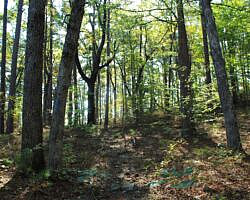 Ouachita Trail: 08.0-13.4 - Deadman's Gap to Cedar Branch to Wildhorse Creek (Section 1) photo Ouachita Trail: 08.0-13.4 - Deadman's Gap to Cedar Branch to Wildhorse Creek (Section 1) photo