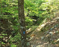 Ouachita Trail: 08.0-13.4 - Deadman's Gap to Cedar Branch to Wildhorse Creek (Section 1) photo Ouachita Trail: 08.0-13.4 - Deadman's Gap to Cedar Branch to Wildhorse Creek (Section 1) photo