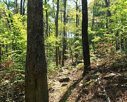 Ouachita Trail: 08.0-13.4 - Deadman's Gap to Cedar Branch to Wildhorse Creek (Section 1) photo Ouachita Trail: 08.0-13.4 - Deadman's Gap to Cedar Branch to Wildhorse Creek (Section 1) photo