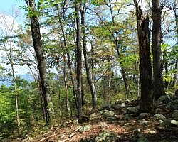 Ouachita Trail: 08.0-13.4 - Deadman's Gap to Cedar Branch to Wildhorse Creek (Section 1) photo Ouachita Trail: 08.0-13.4 - Deadman's Gap to Cedar Branch to Wildhorse Creek (Section 1) photo